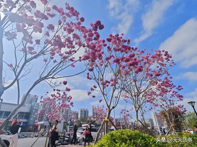 赏花、遛娃好去处，这个口袋公园成为了北海市冬日人气公园