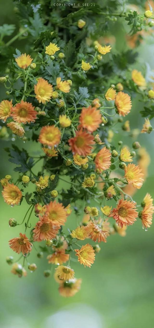 #治愈系风景 #美景 #风景画