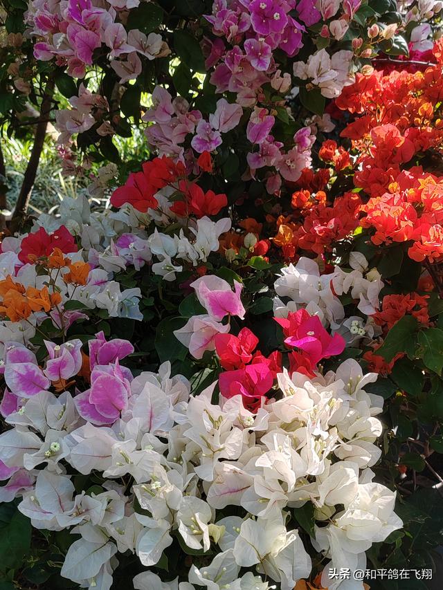 厦门植物园：邂逅自然的绮梦