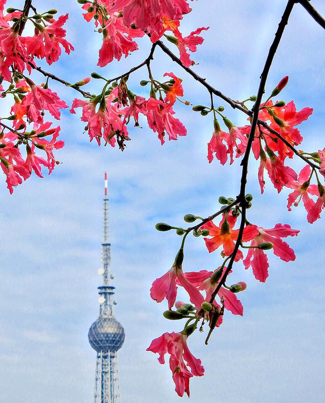 粉色异木棉盛放中！佛山五区这些观赏点，再不去就晚了