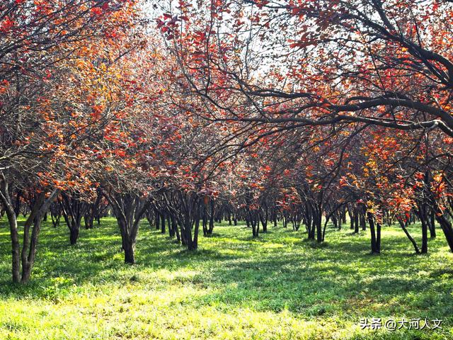 焦作生态植物园：限定浪漫，只有秋日