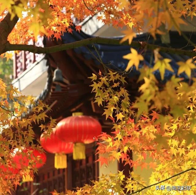 人在南京，红叶正盛，等你来～
