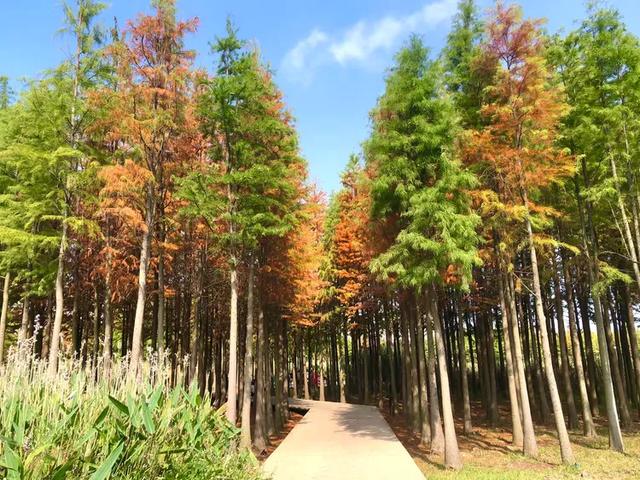 秋色斑斓美如画