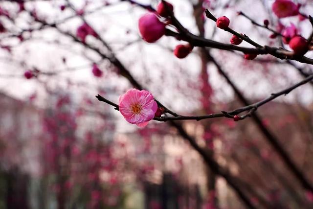 轨道公交直达！重庆红梅花海已上线，速来打卡→