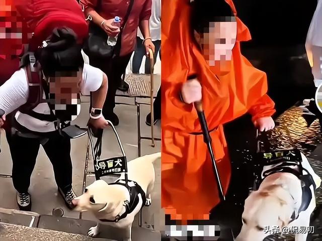 17小时爬泰山后，盲女王营营为何丢了导盲犬、没了工作？