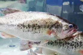 “鲈鱼五不吃，吃了秋难安”，爱吃鲈鱼要留意，别瞎吃不当回事图片