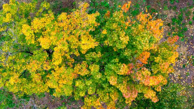 红石崖街道红海滩边上的这个地方秋色正浓，静美秘境竟然美成油画