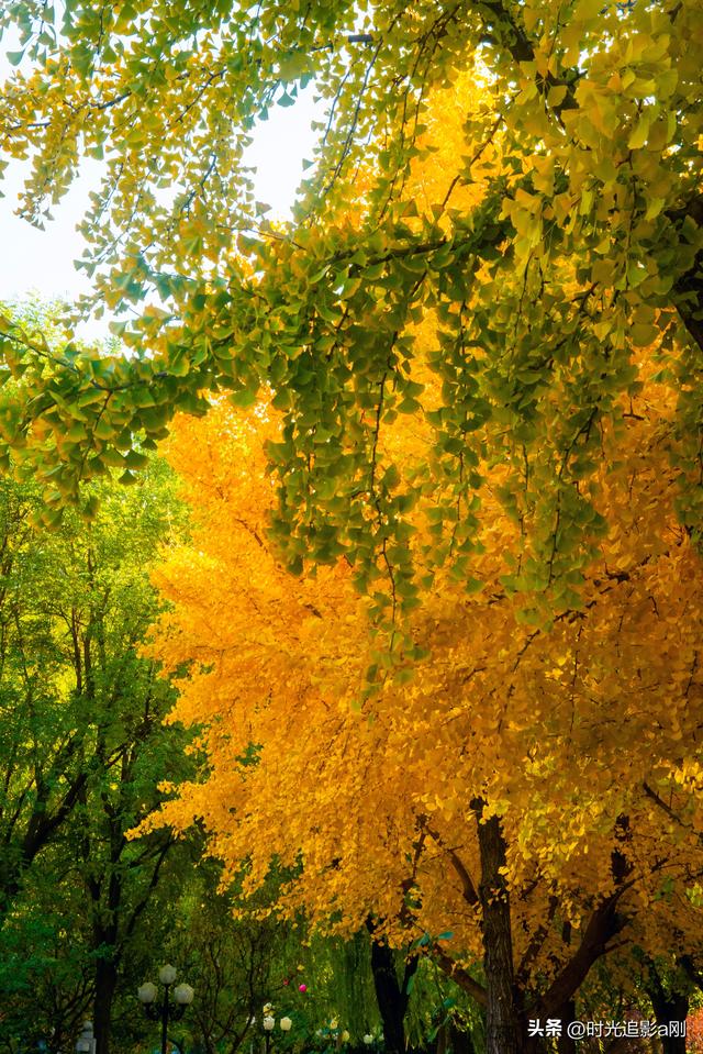 银杏季，一场不用预约的金色盛宴！