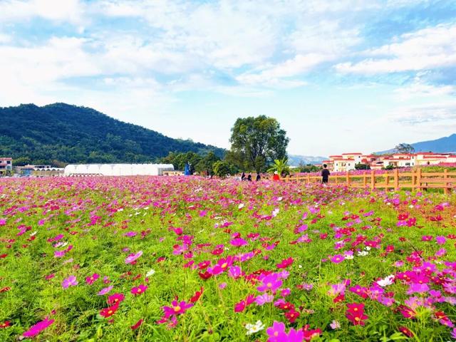 格桑花开！共赴一场反季的浪漫
