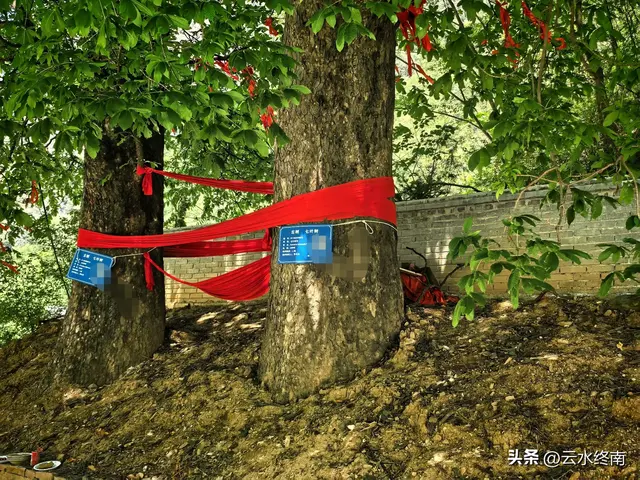 秦岭深山一条导航不出来的路，却是一条千年古道，有老屋有古树