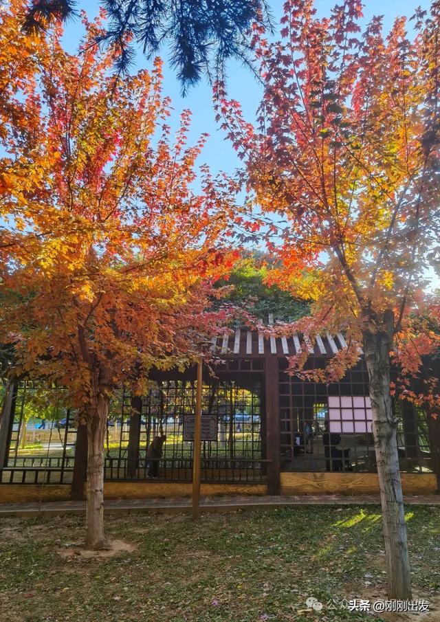 公交直达，大连这个免费公园枫叶正当时，赏秋好地方