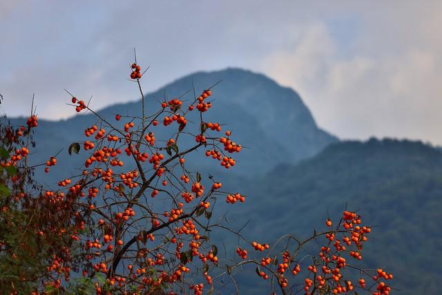 从化桂峰村赏秋，