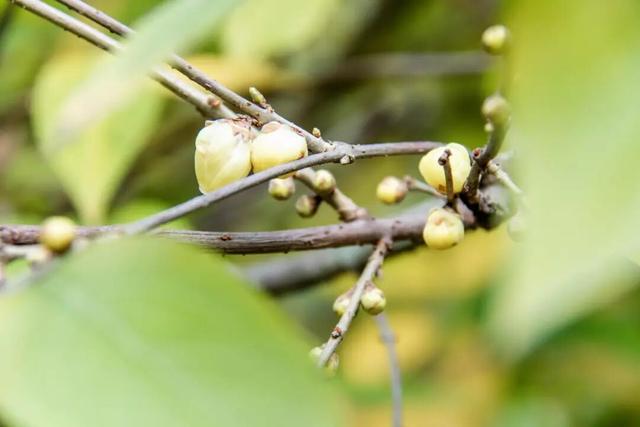元旦迎最佳观赏期！重庆这里的腊梅开始飘香→