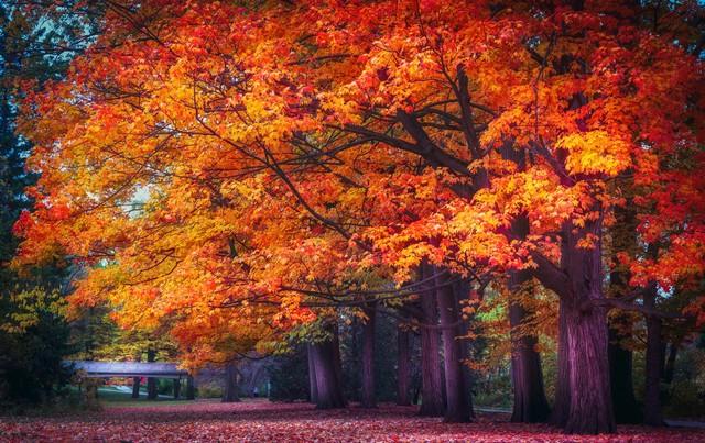 秋日红叶全攻略：认准这几棵树，带你解锁最美中国红！