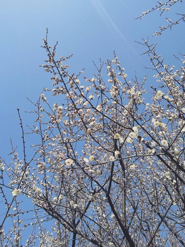 武当文化广场:梅花绽放引客来