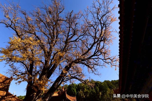 淌豆寺：怪怪的名字，孤傲的千年银杏