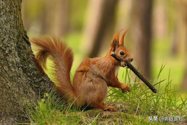 松鼠的智慧：在人生冬天来临前，先准备好你的“粮仓”