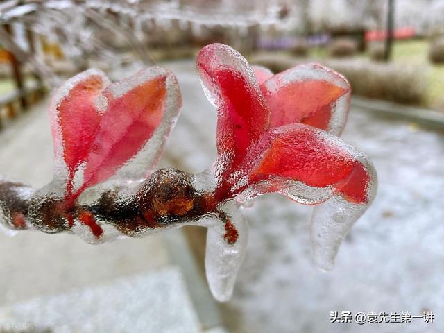 “上午小寒是暖冬，下午小寒冻死牛”，今年小寒几点？有啥说法？