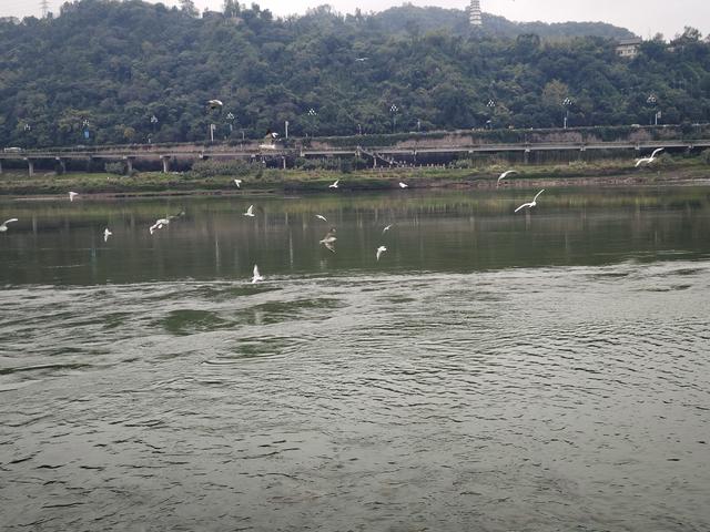 南行漫记：我们就不该来宜宾