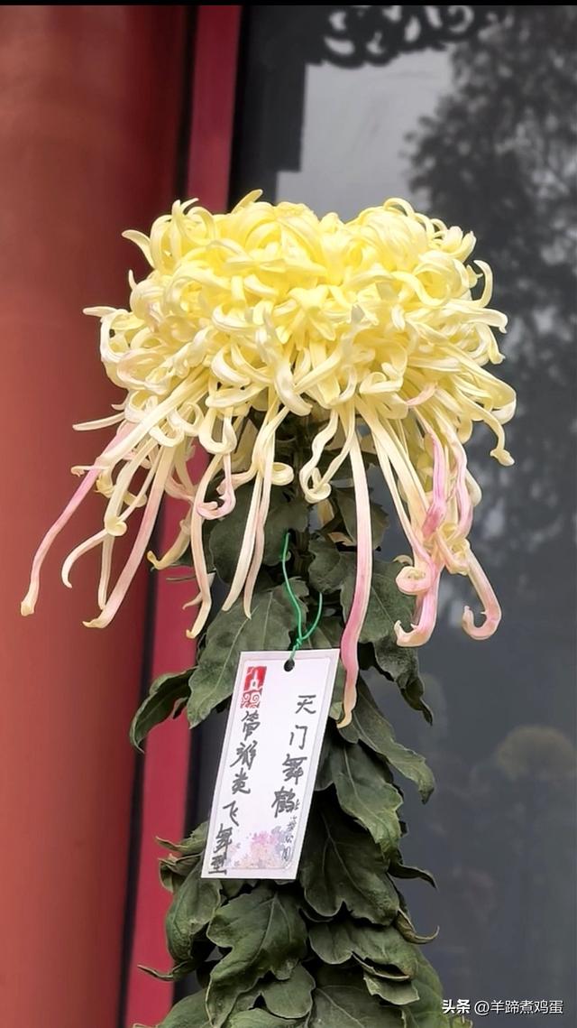秋风独宠一园菊，晚来香艳出樊篱——北京北海公园2025年菊花展
