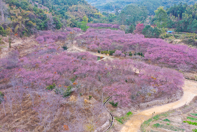 百余亩古梅盛放！除了林阳寺，福州这里也很“梅”好