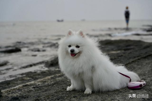 【跟着旅徒游广西】之二十七:涠洲岛|石螺口海滩