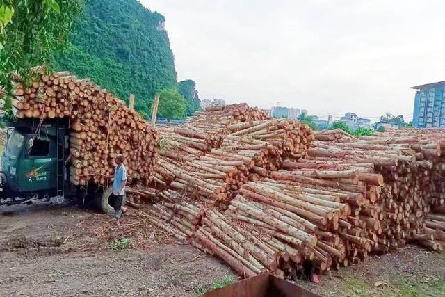 日本和美国早已禁种，那中国为何依然大力种植？背后的原因不简单