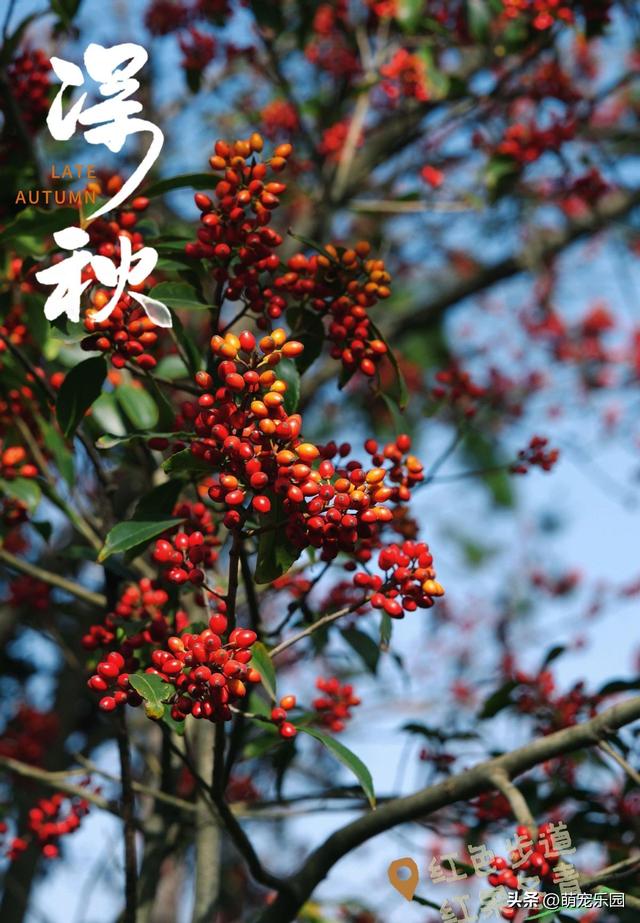 十一月底道观河，满山红叶如火海，湖心蝴蝶结美得让人窒息