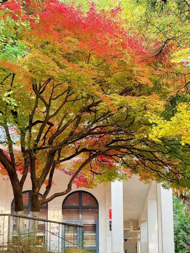 秋日限定美景，还不赶紧来拍？