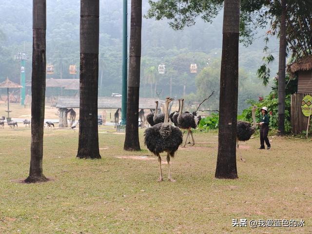参观广州长隆野生动物园，全程感觉眼累手累腿不累