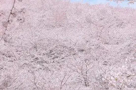 在花海上徜徉，在花丛中飞舞，动静带你飞越世界两大花园！图片