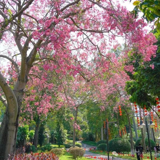 广州秋日遛娃赏花攻略：觅市中心小众花海，与娃共赴粉金浪漫！