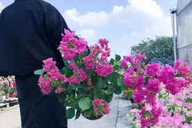 4款优秀的三角梅，个个漂亮好养，养10盆都不嫌多！图片