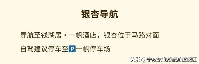 一场迟到的银杏雨，给钱湖南路染上了秋天的颜色~