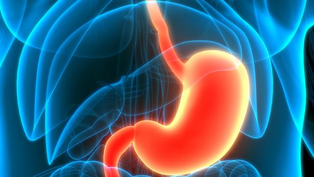 冬枣立大功！新发现：冬枣能在24小时清除45%的肠道“垃圾”