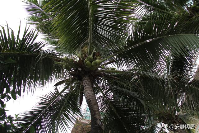 东方夏威夷，静静放在时光褶皱里的6大看点