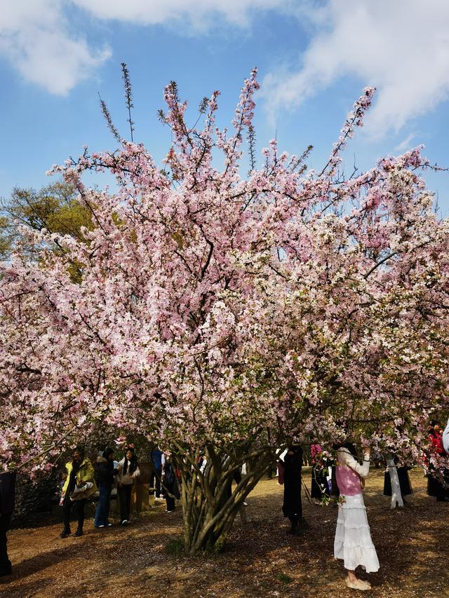 一园春，半生情！我与成都植物园，藏着一段40多年的军旅情缘