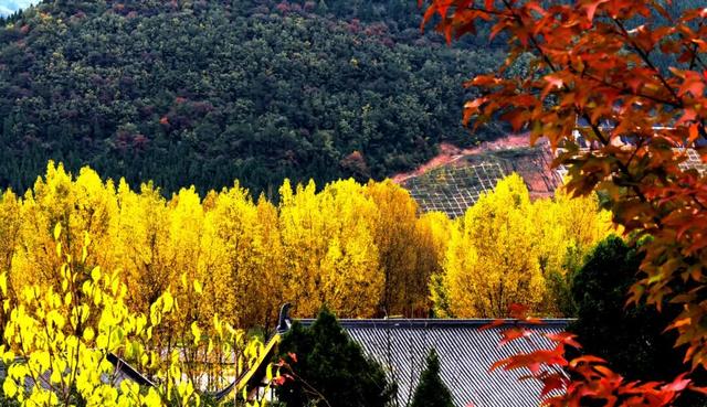 2025利州秋色，每一帧都是限定浪漫