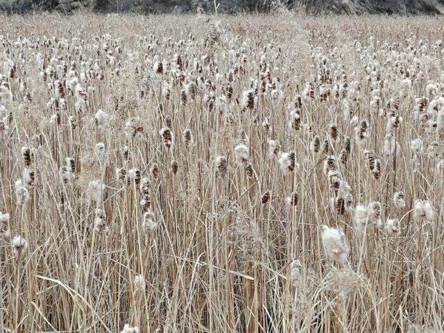 宣化瓦窑头水库芦苇成片,水天一色值得观看