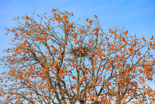 陕西宜君初冬：满枝红柿 一径清甜