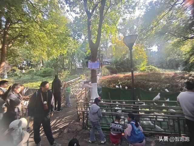 2025 杭州西湖 City Walk 留下足迹