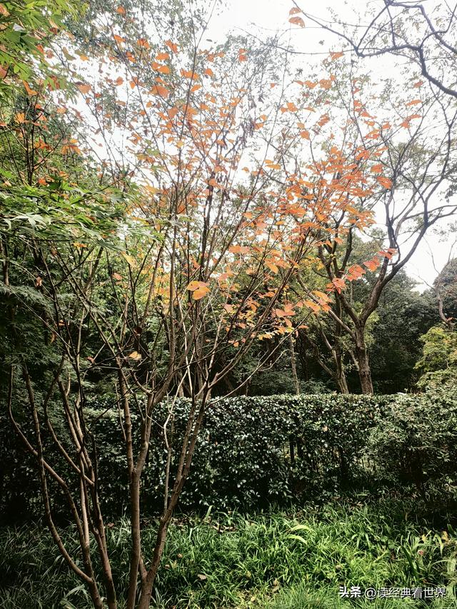 杭州植物园的菊花展——一场关于菊花的饕餮盛宴（二）