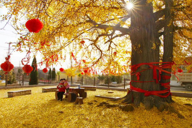 错过了？还有！石岛赏银杏真的有“后悔药”