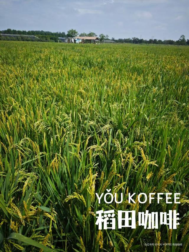 临沂秋日捡秋啦 | 把秋天，装进你的时间胶囊~