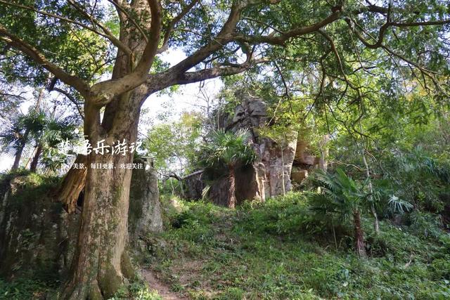 浙江宁波这片风景又火了，银杏林开始进入最佳观赏季，千万别错过