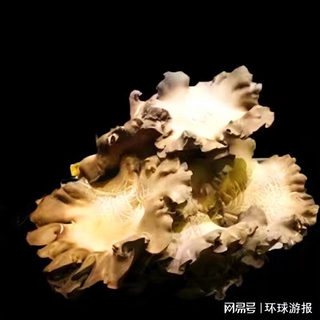黑虎掌花胶营養液 2026年黑虎掌花胶营养液功效
