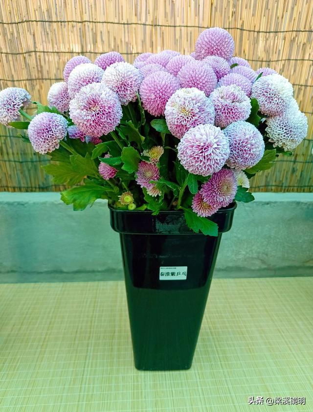 “中山秋韵，菊映盛世”，赏菊南京中山植物园（上）