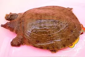 原来“销声匿迹”的鳖，又开始泛滥起来，十几斤重一个从哪里来？图片