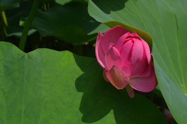 到铁岭市荷花湖与“荷”你一场美丽相遇