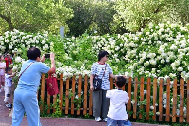 向日葵与绣球进入盛花期，快来哈尔滨市儿童公园打卡